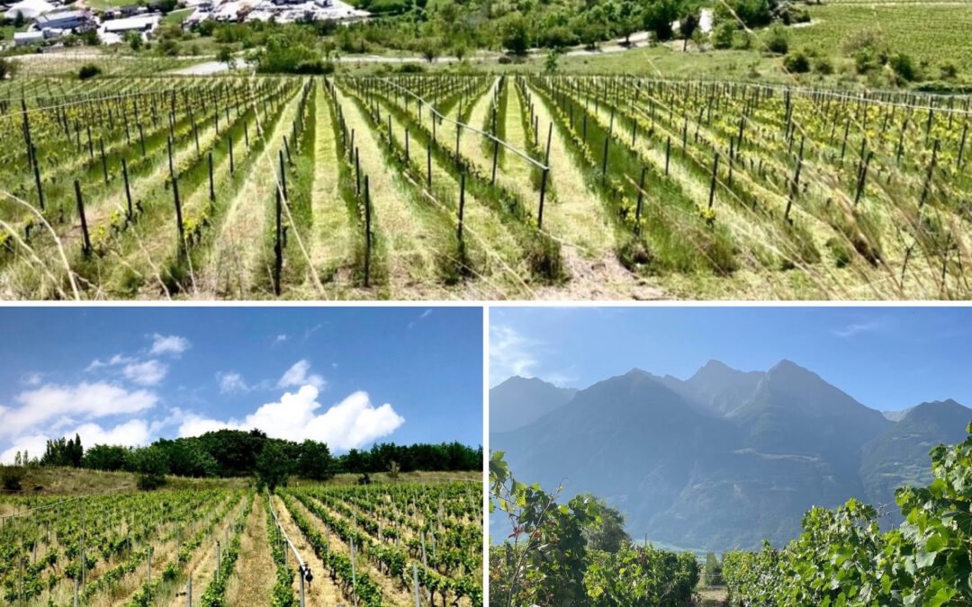 Alpine Elixirs: Unveiling Aosta Valley’s High Elevation Wines at Rosset Terroir