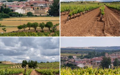 The Guardians of Excellence: Ribera del Duero’s Consejo Regulador