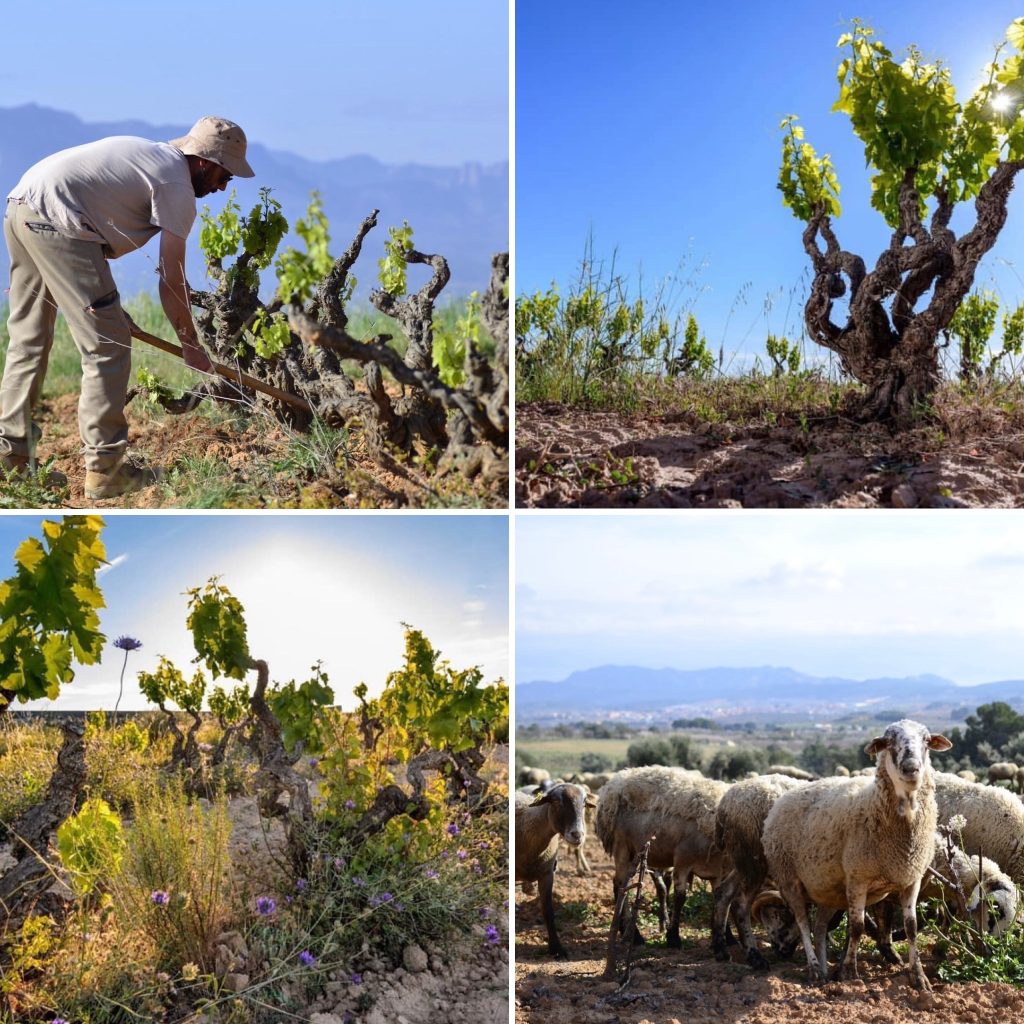 Work in the Vineyards with Respect for Nature.