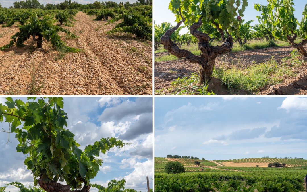 Ribera del Duero’s Richness in Old Vines