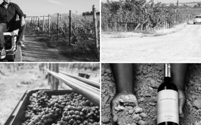 Vilafonté: A Standard Bearer of South African Wine Excellence