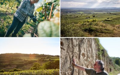 Weingut Bernard Ott – Regaining Trust in the Rhythms of Nature