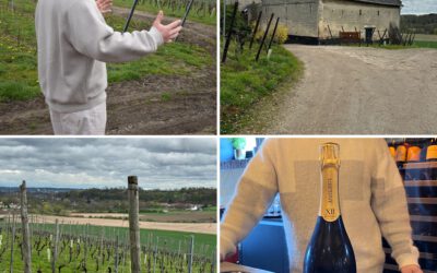 From Vine to Glass: Apostelhoeve’s 2023 Vintage