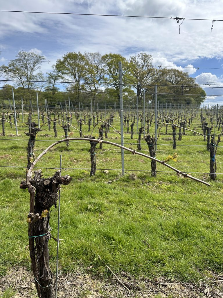 Gusbourne's vineyards that posses great potential for Chardonnay and Pinot Noir.