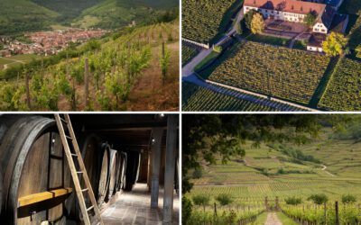 Domaine Weinbach – Institutional Alsatian wines in a Modern Jacket 