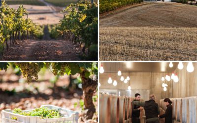 Belondrade Wines: A Spanish Legacy with French Roots