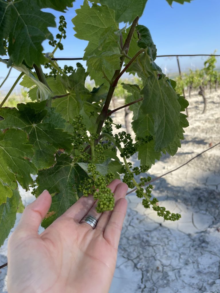 Palomino vines, the core of Sherry.
