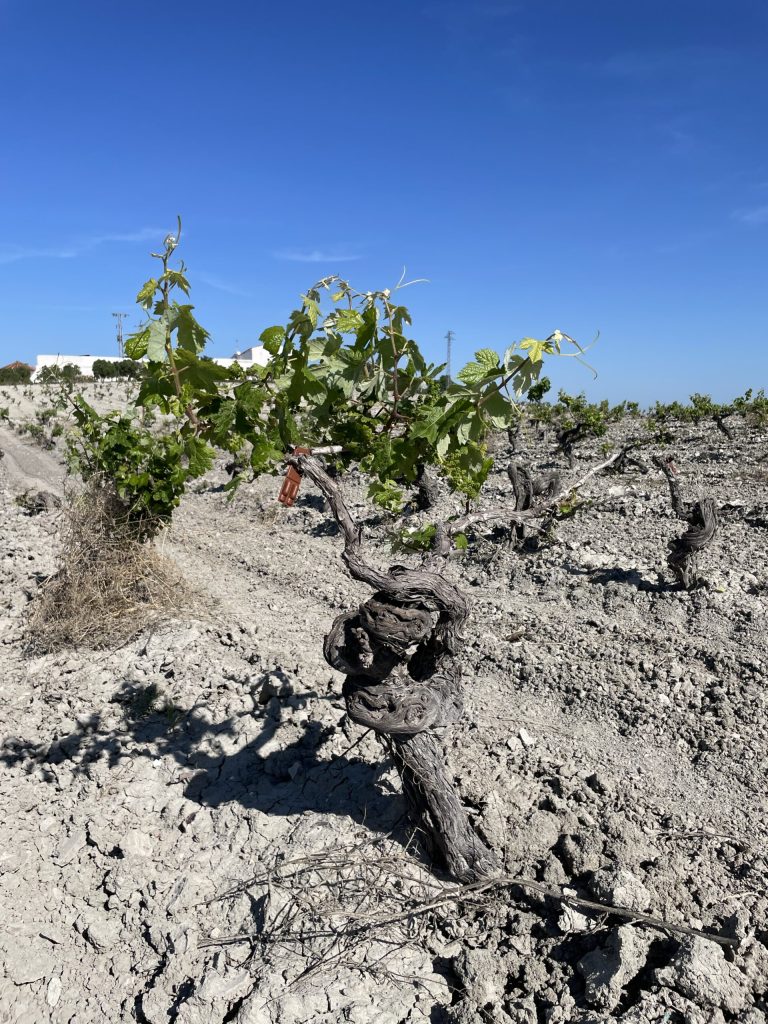 Albariza, soils that were once sea.