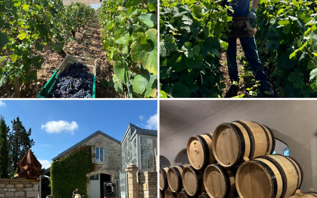 From Heritage to Horizon: The Journey of Domaine Méo-Camuzet