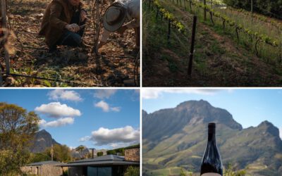 Capensis Wines: The Soul of South Africa’s Western Cape