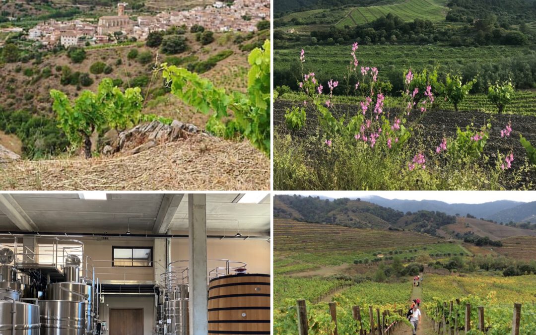 Mas Doix: Crafting Iconic Wines from Priorat’s Unique Terroir