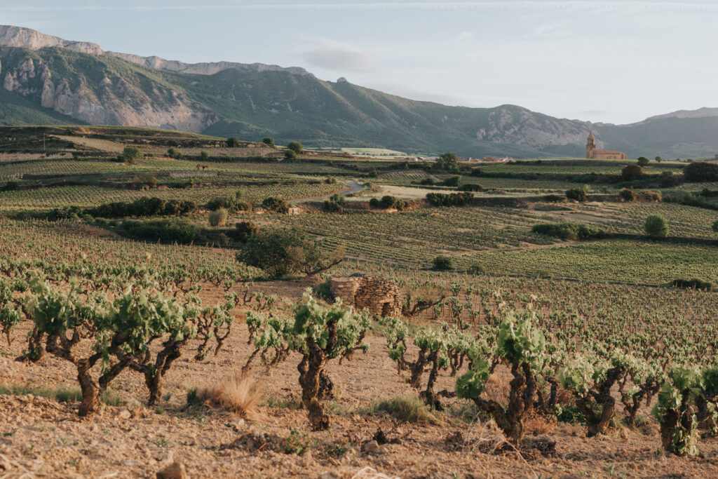 The Villages and their Vineyards hold tremendous potential for the Future.