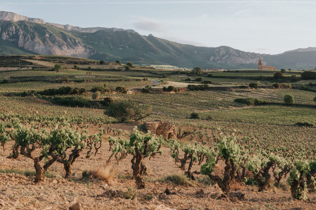 The Villages and their Vineyards hold tremendous potential for the Future.