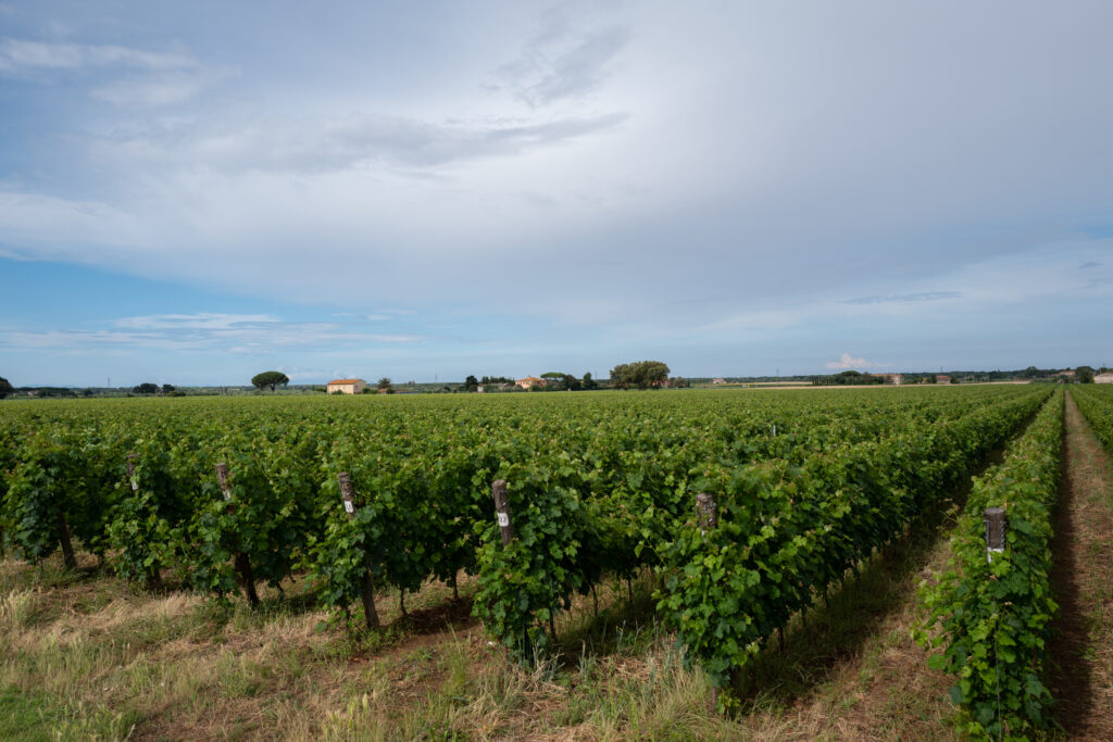 The Vineyards of Le Macchiole in Bolgheri.