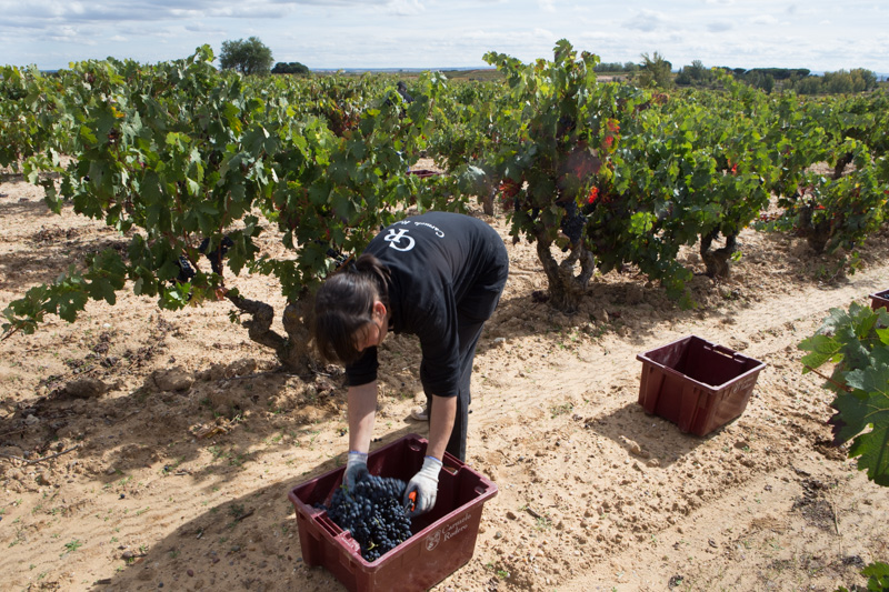 Sustainable practices in the vineyards of Bodegas Carmelo Rodero.