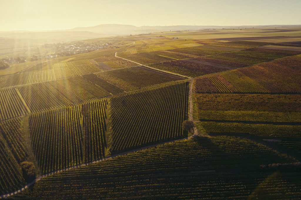 Battenfeld-Spanier's Frauenberg (GG) Vineyard.