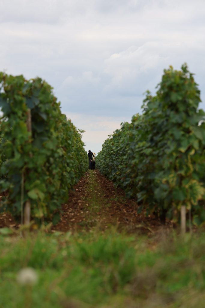 Work in the vineyards during our visit.