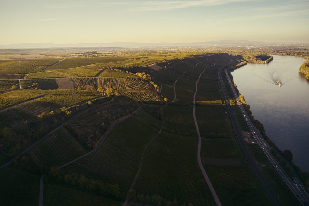 Kühling-Gillot's Hipping (GG) Vineyard, along the river Rhine.