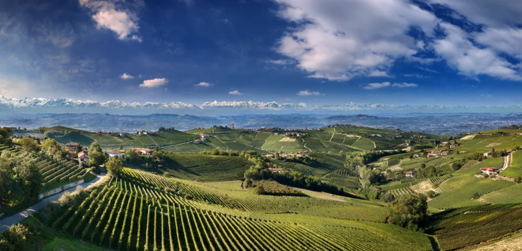 The Vineyards of Produttori del Barbaresco.