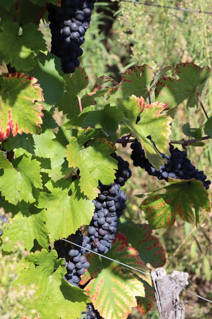 Pinot Noir grapes near Grand Cru Wineck-Schlossberg.