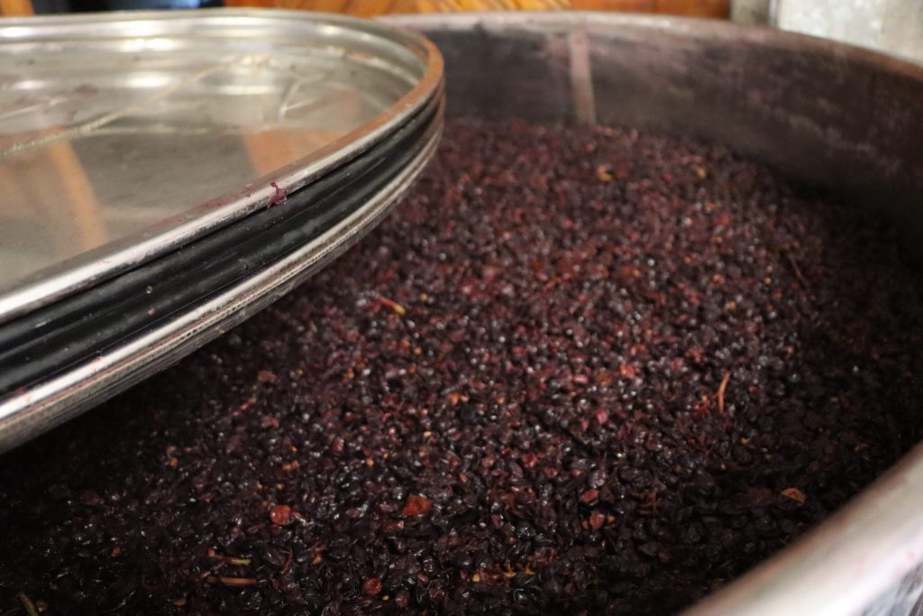 First pressing of the Pinot Noir grapes in Voegtlinshoffen at Vorburger - Meyer.