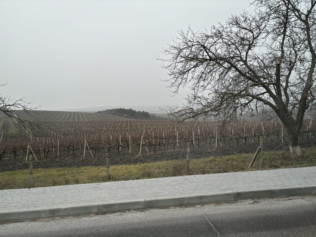 Moldavian vineyard view.