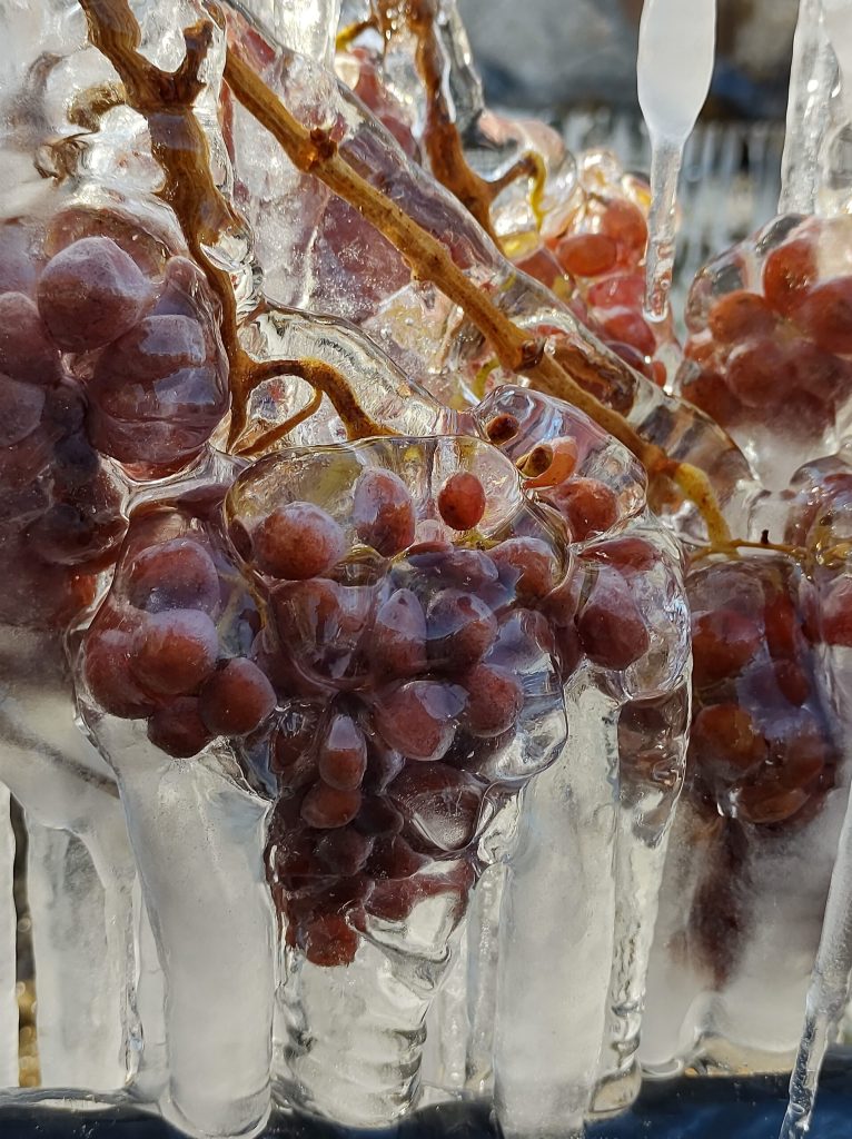 Grapes are being protected by a layer of ice.