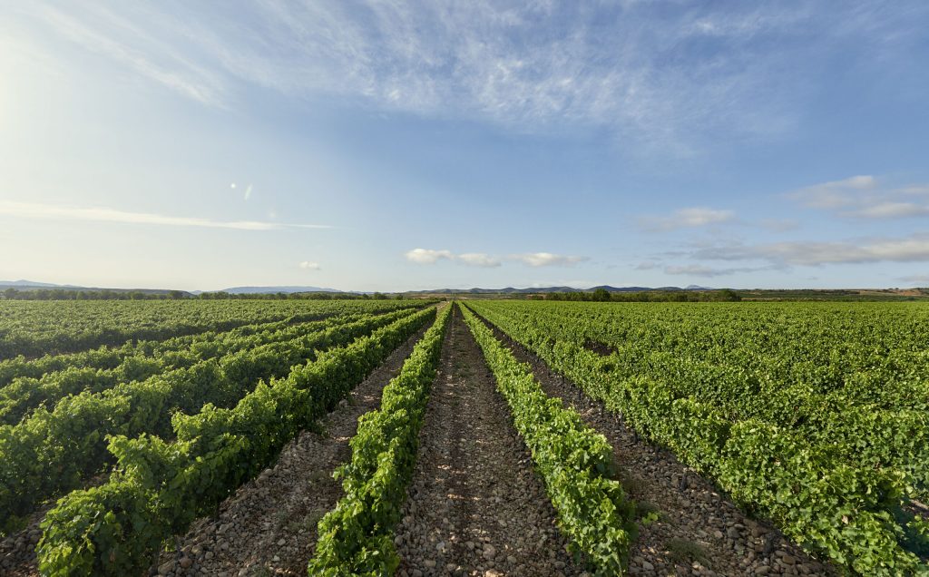 La Rioja Alta S.A.'s La Pedriza Vineyard.