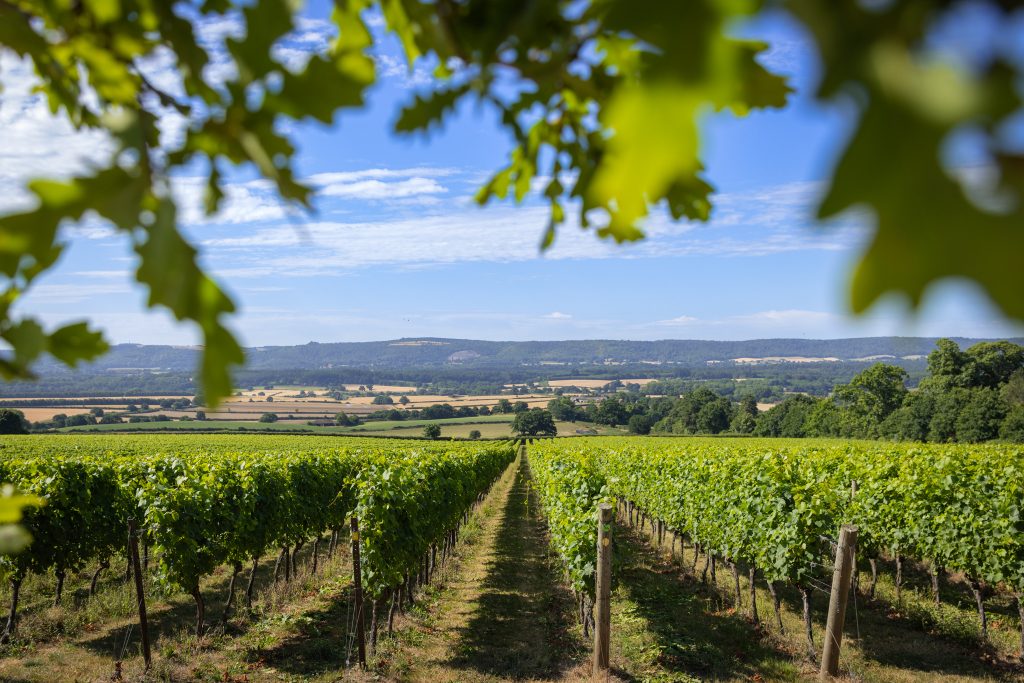Nyetimber's perfectly maintained vineyards.