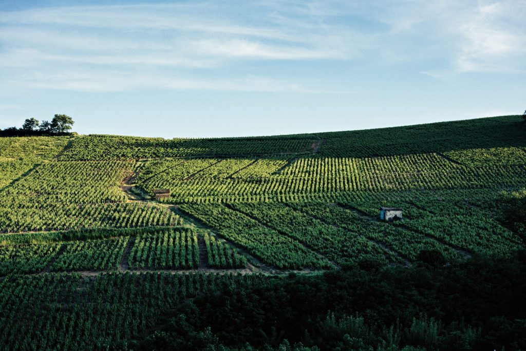 Climate Changes brings Challenges as well as Opportunities to the Vineyards.