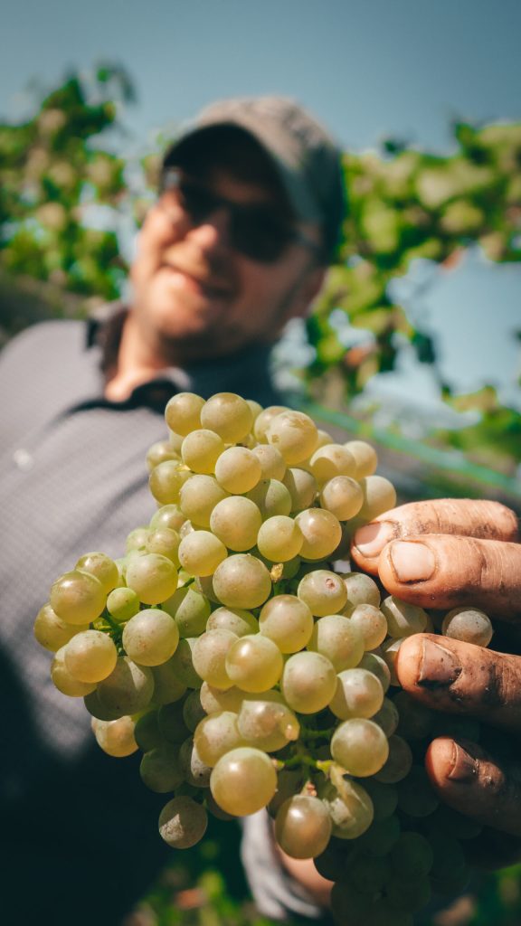Grüner Veltliner, Austria Signature Grape.