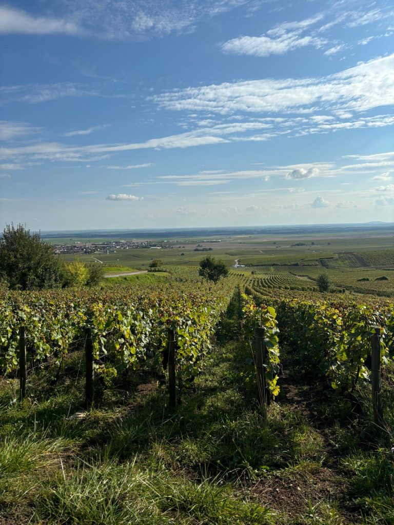 Bouzy, Land of Pinot Noir.