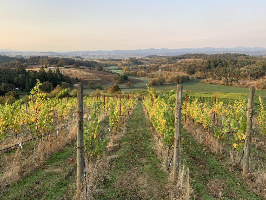 Beauty in the Nicolas-Jay Vineyards in Oregon.