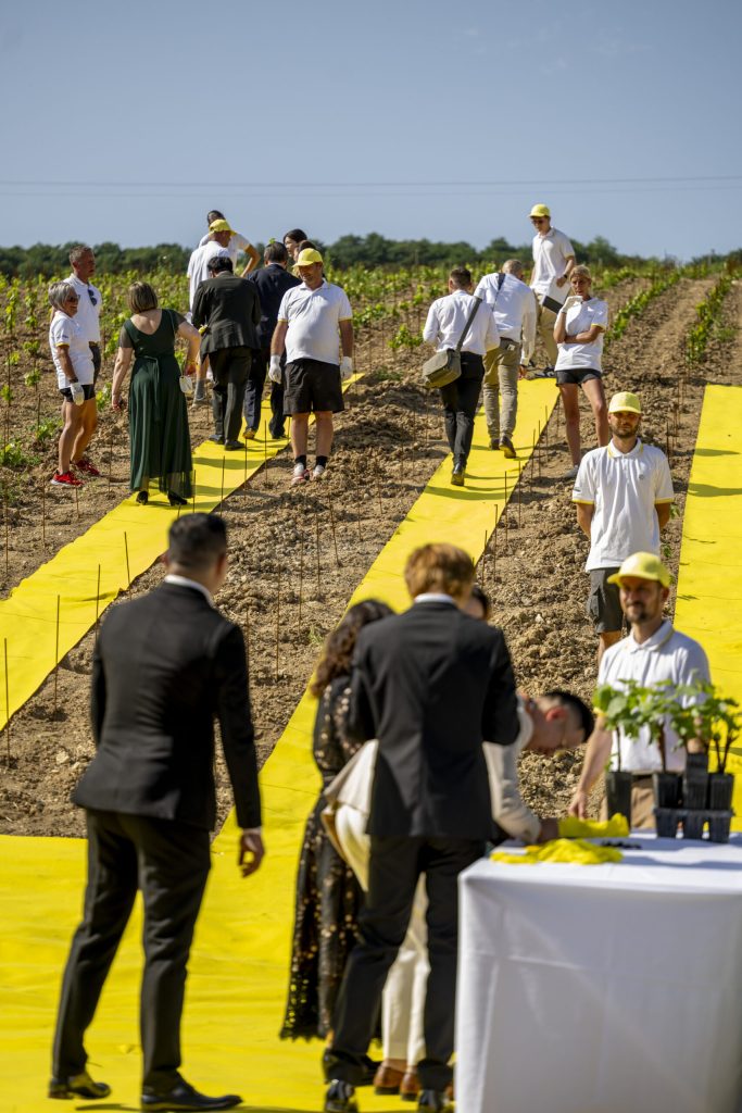 Planting our own Pinot Noir Vine.