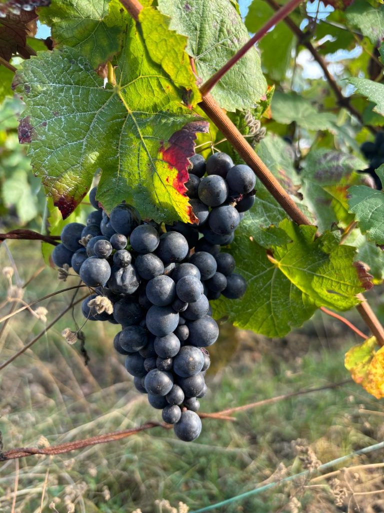 Pinot Noir Grapes in Bouzy.