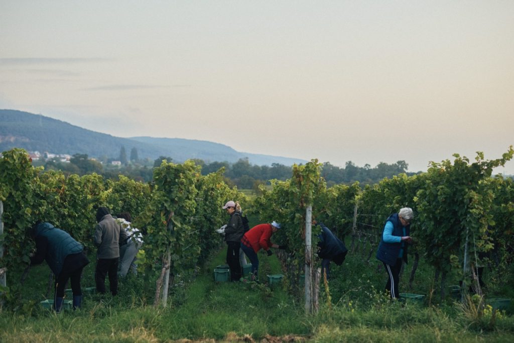 Work in the Vineyards.