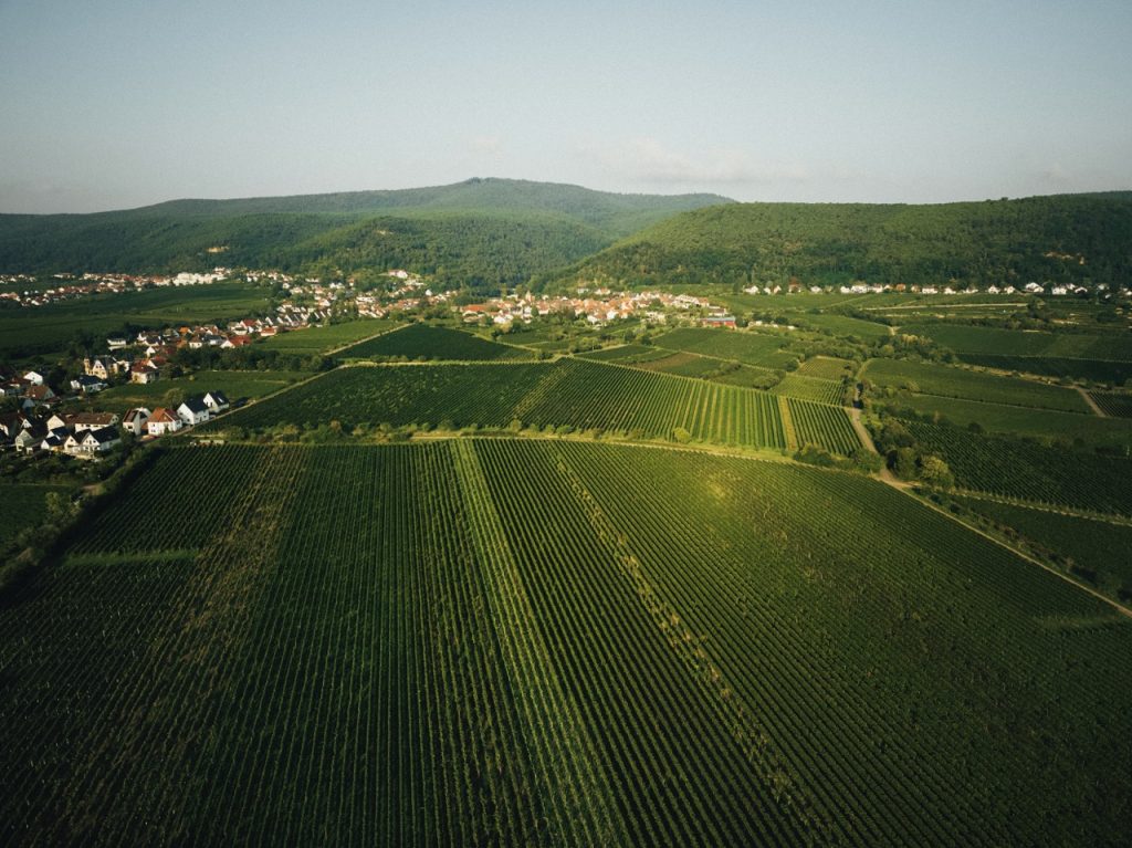 The Vineyards surrounding Gimmeldingen.