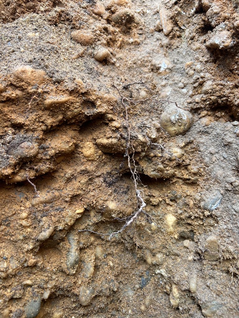 The DNA of Marpaout.