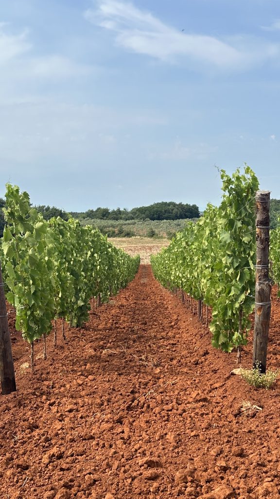 Characteristic Terra Rossa Soil in Croatia.