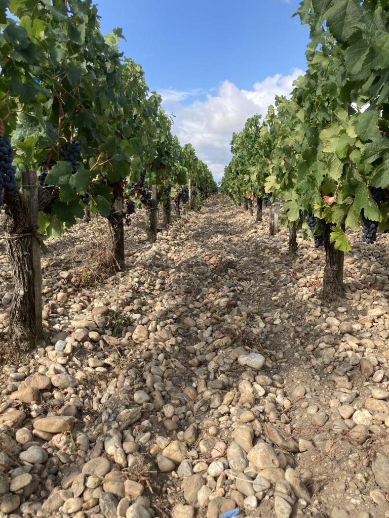 Marpaout's vines, in their unique habitat.