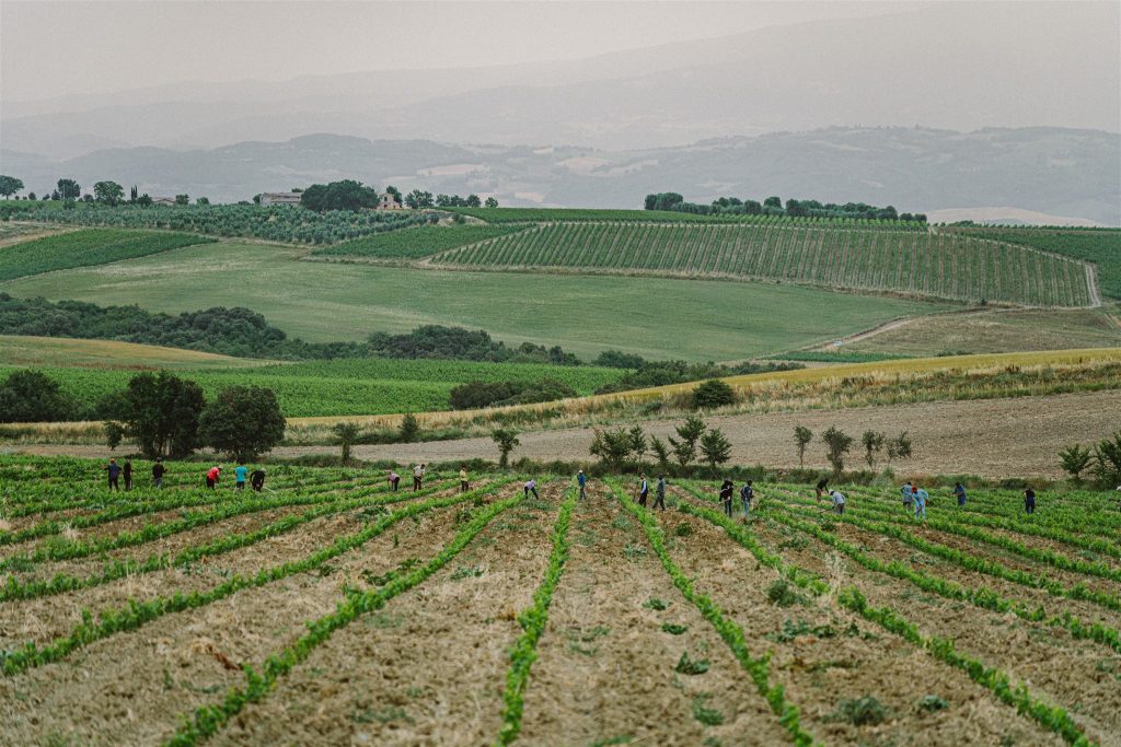 New Plantings in the Vineyard.