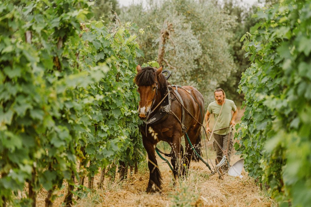 Organic farming in the Vineyards.