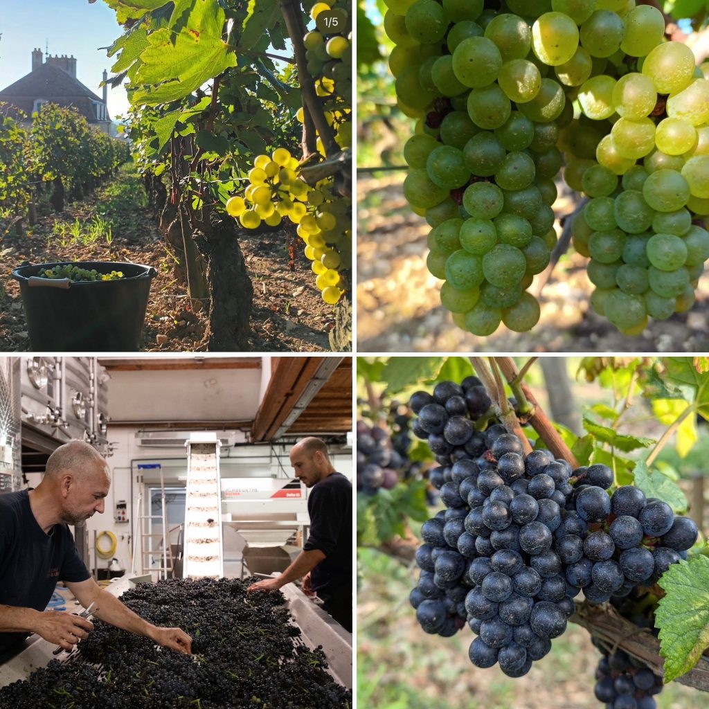 Combining Chardonnay and Pinot Noir on the highest level in Burgundy is a rare practice.