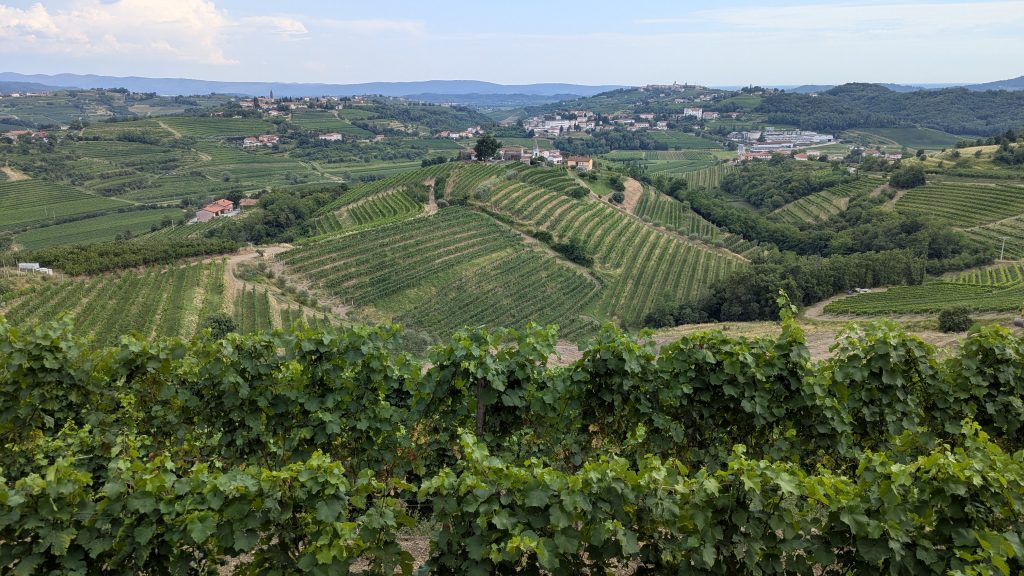 Beautiful Vineyards in Collio.