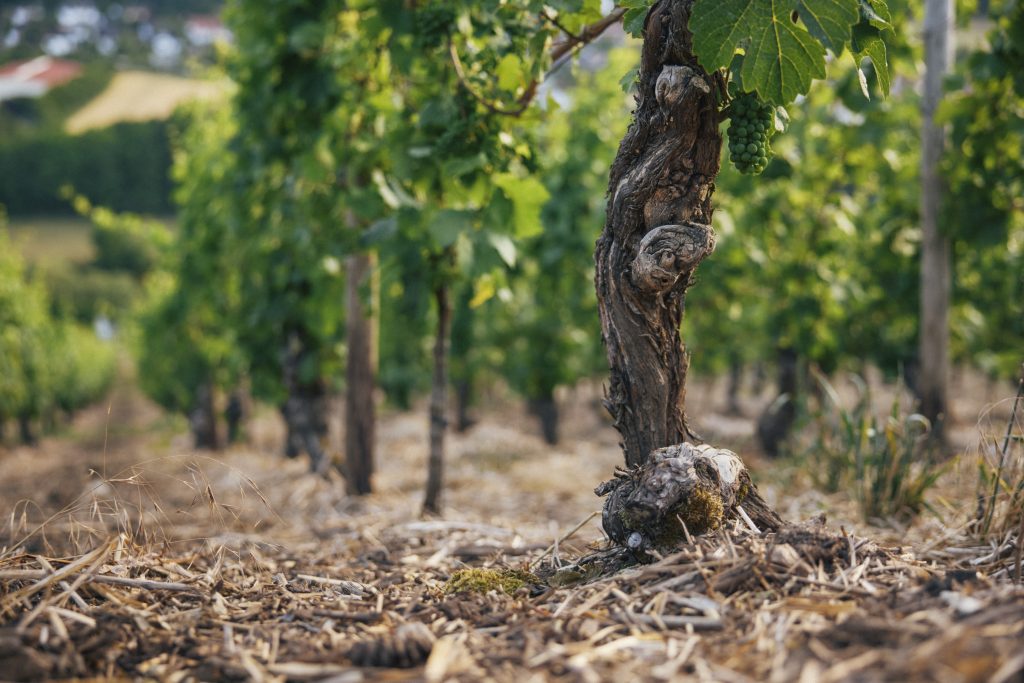 Respectful farming and healthy vines in  Dönnhoff's vineyards.