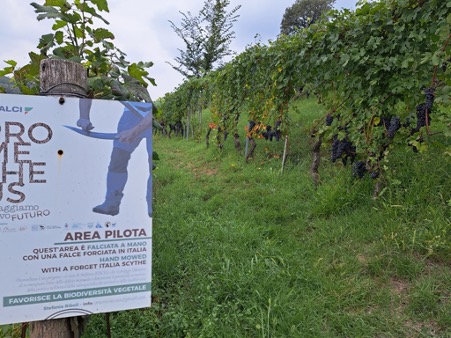 Principiano’s vineyards: hand-mowed rows where biodiversity thrives alongside Nebbiolo.