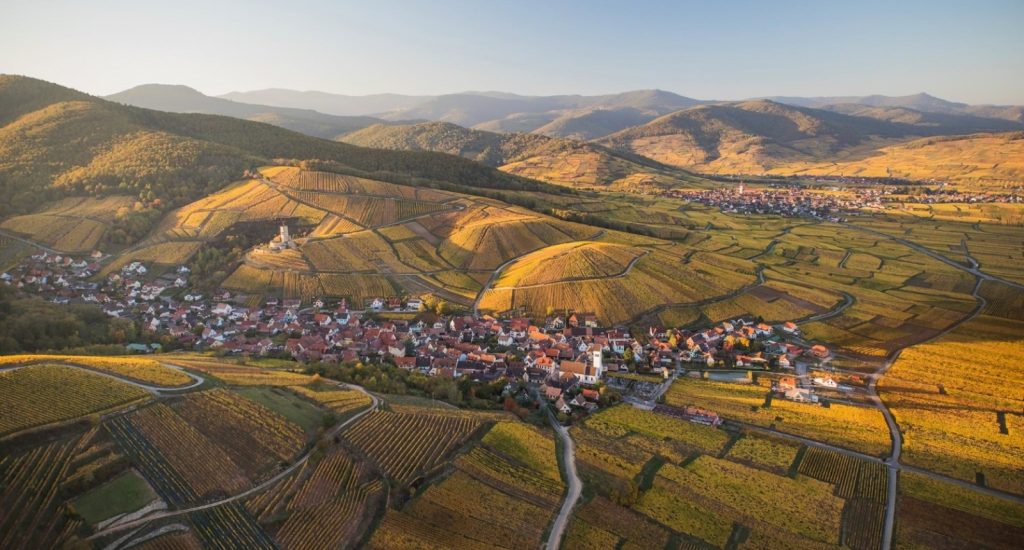 The mosaic of Alsace: centuries-old villages surrounded by vineyards that once spoke the language of place. Here, complantation was not a trend but tradition — a quiet balance between soil, slope and grape.
