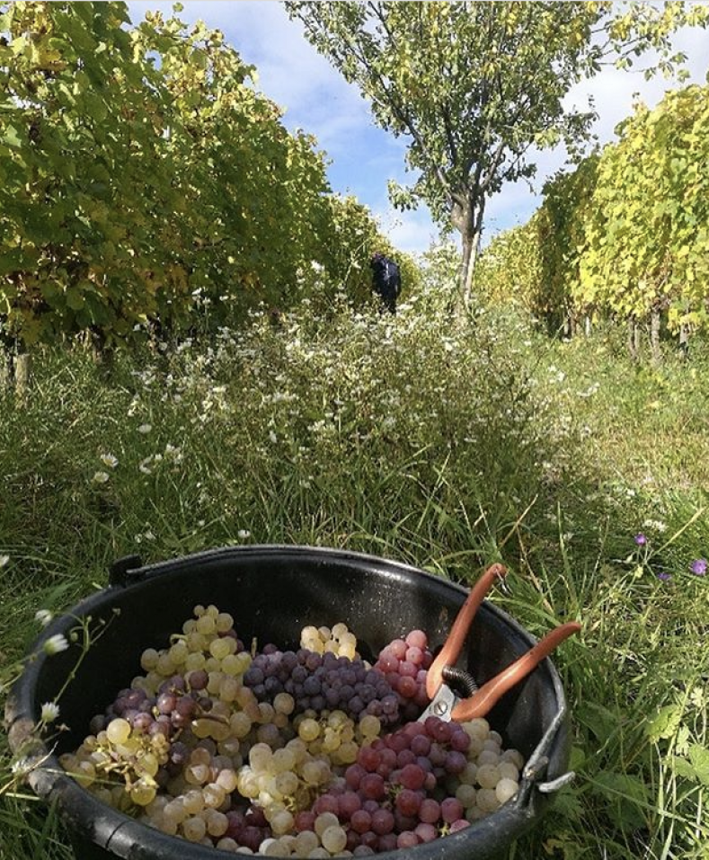 Complantation in action: grapes of every colour, ripened together, harvested as one. At Deiss, the vineyard is not a sum of parts but a single living whole — complex, coherent, and rooted in place.