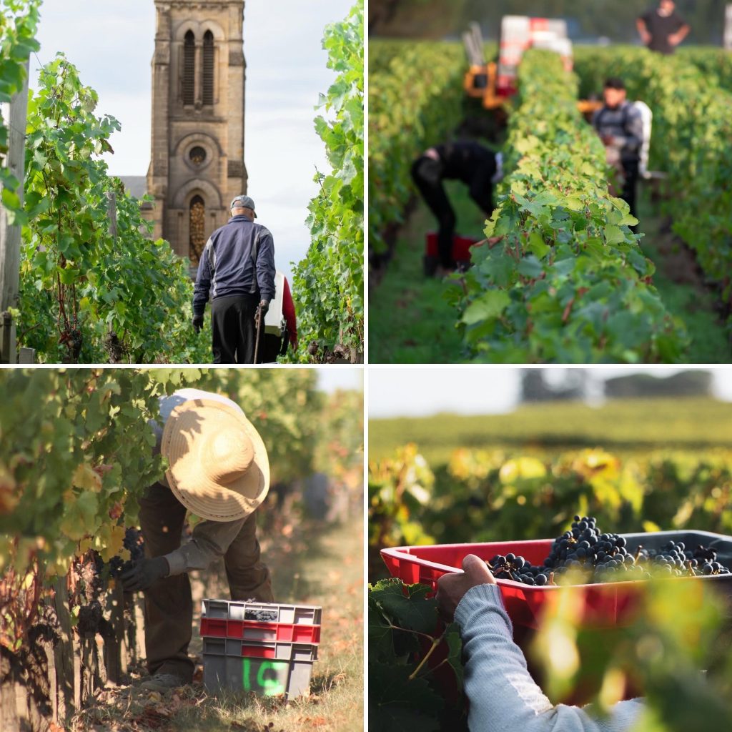 The Vineyards of Clinet in Pomerol.