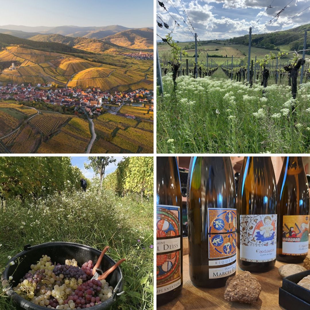 Domaine Marcel Deiss.